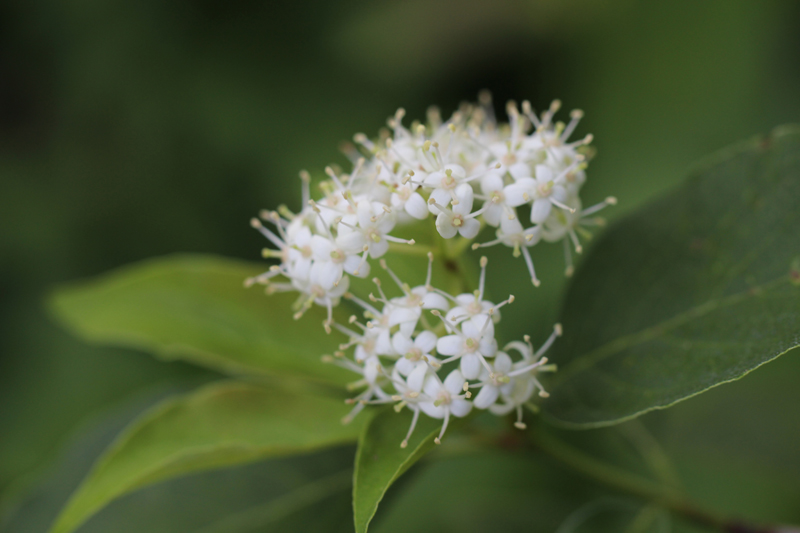 Red-panicled Dogwood Picture