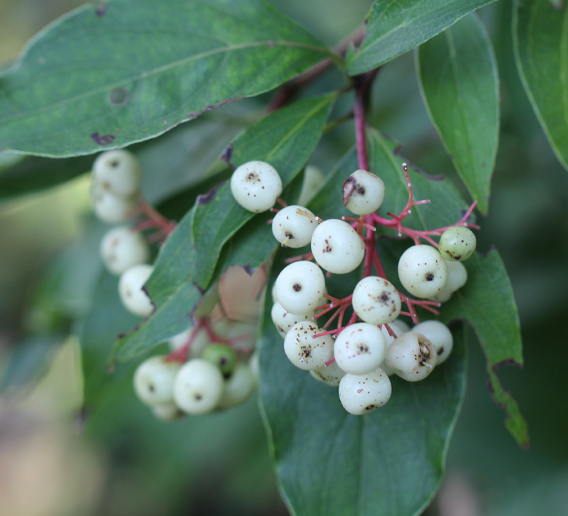 Red-panicled Dogwood Picture