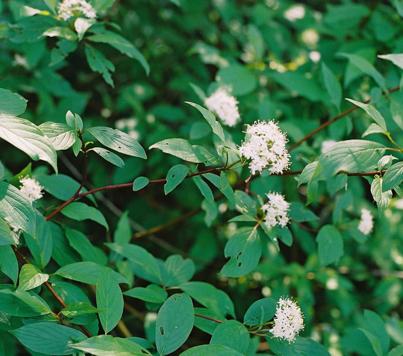  Cornus racemosa (Gray Dogwood) Tree Seed, White Flowers, White  Berries with red Stems, You Choose The Quantity (1 Pack) : Patio, Lawn &  Garden