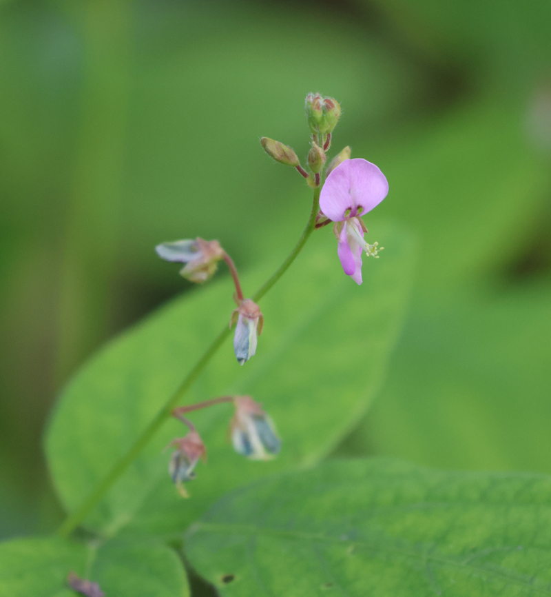 Smooth Tick Trefoil Picture