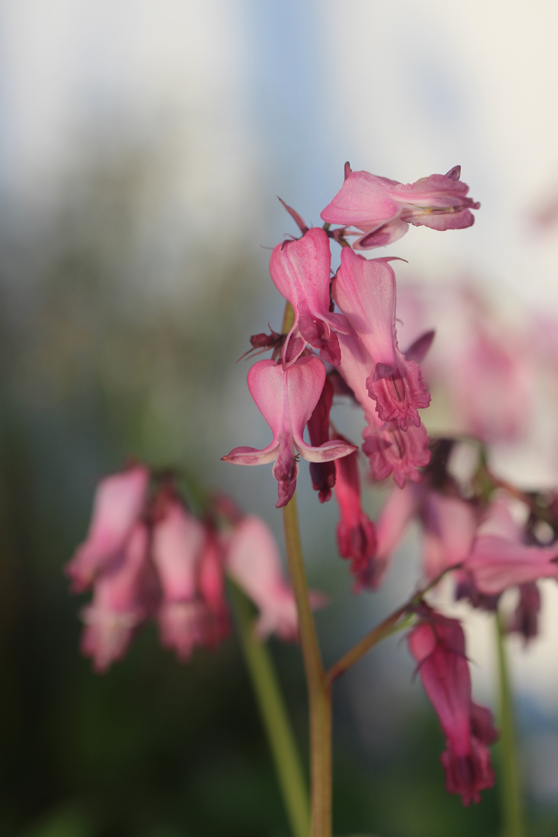 Fringed Bleeding Heart Picture