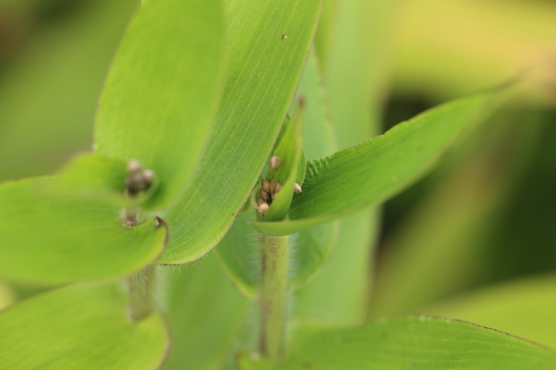 Deertongue Grass Picture