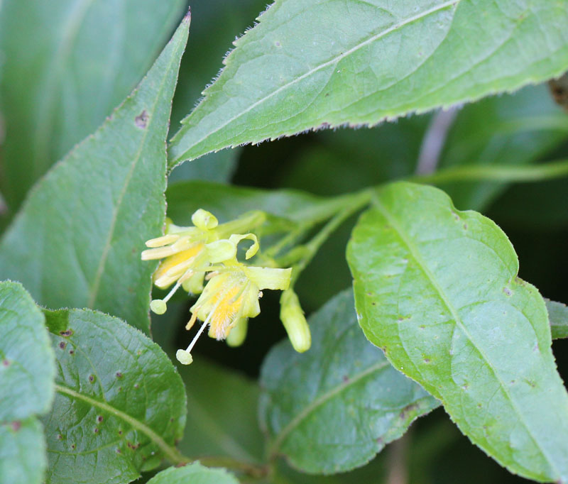 honeysuckle bush