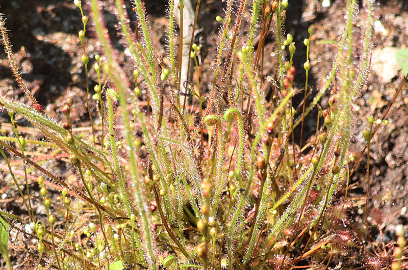 Threadleaf and Roundleaf Sundew Picture