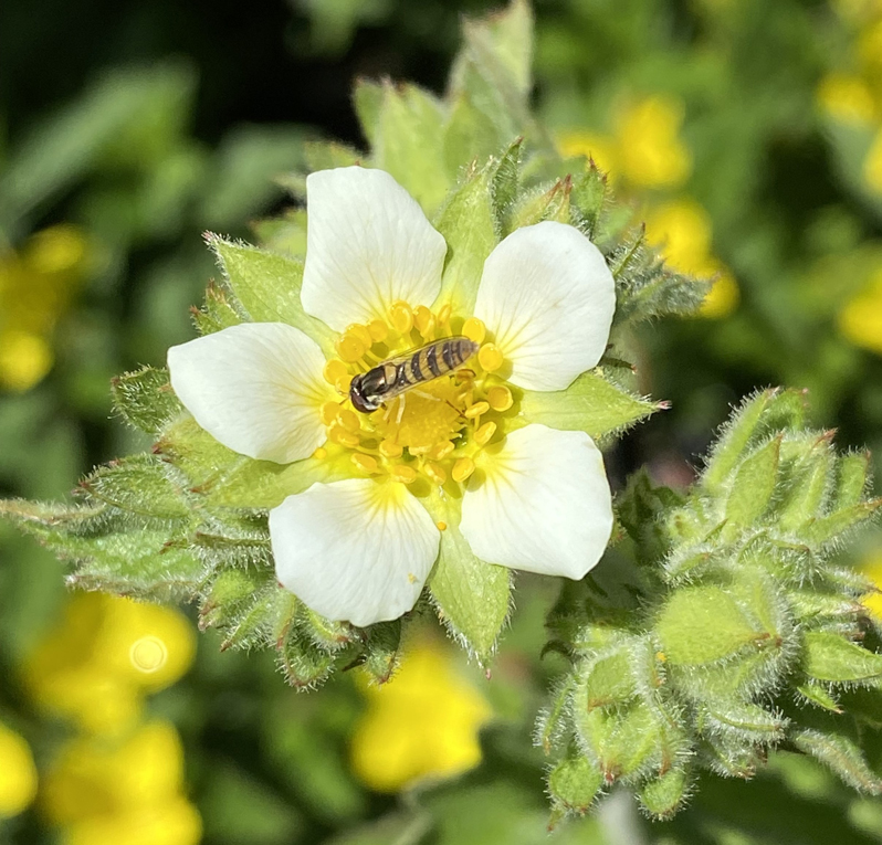 Tall Cinquefoil Picture