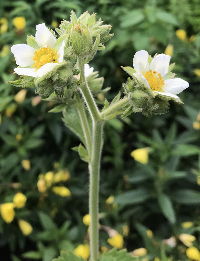 Tall Cinquefoil Picture