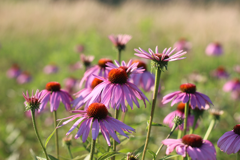 Eastern Purple Coneflower Picture