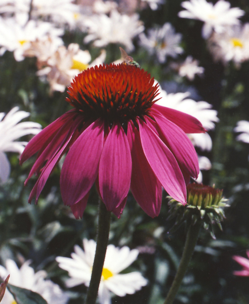 Eastern Purple Coneflower Picture