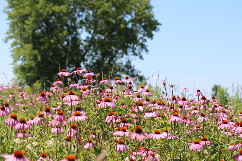 Eastern Purple Coneflower Picture