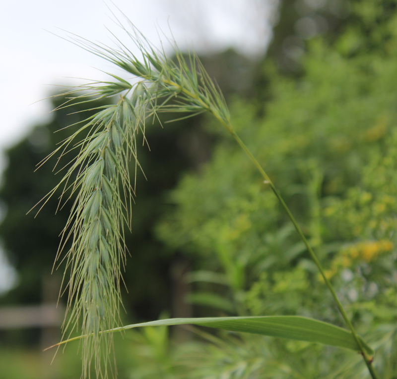 Canada Wild Rye Picture