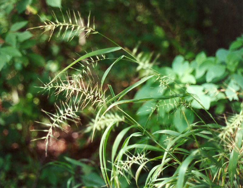 Eastern Bottlebrush Grass Picture