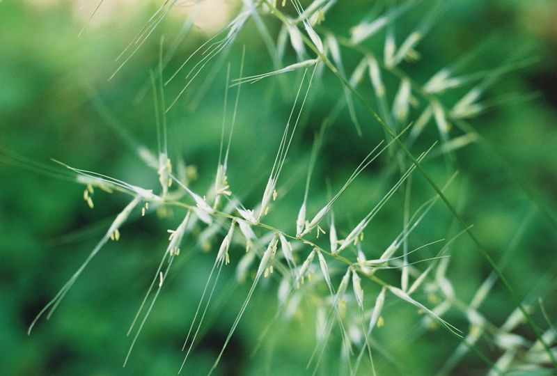 Eastern Bottlebrush Grass Picture