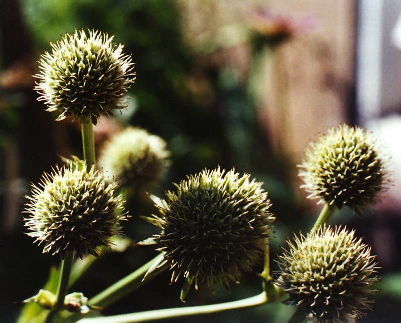 button snakeroot (Eryngium yuccifolium)