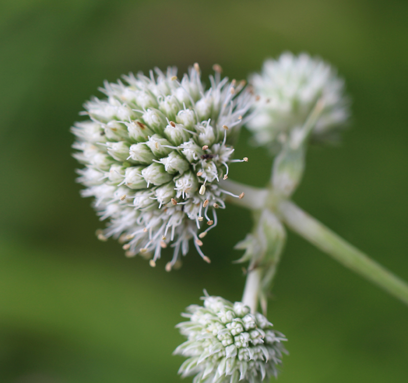 Rattlesnake Master Picture