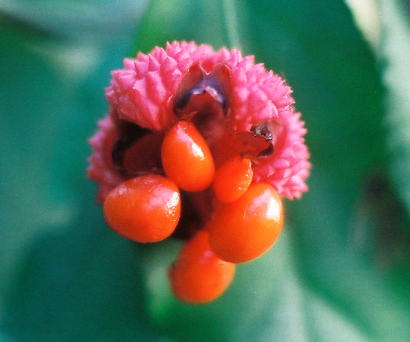 Euonymus americanus, Strawberry Bush at Toadshade Wildflower Farm