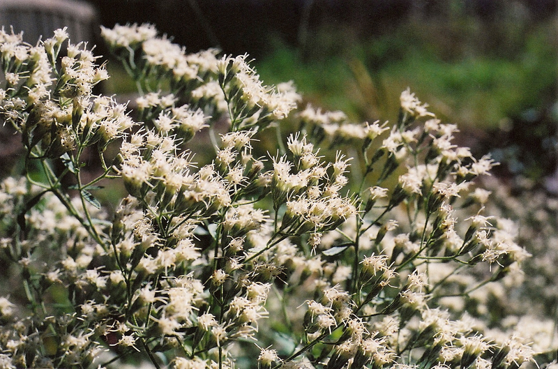 Hyssop-leaved Boneset Picture