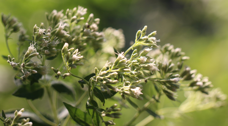 Round-leaved Eupatorium Picture