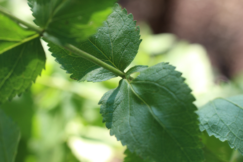 Round-leaved Eupatorium Picture