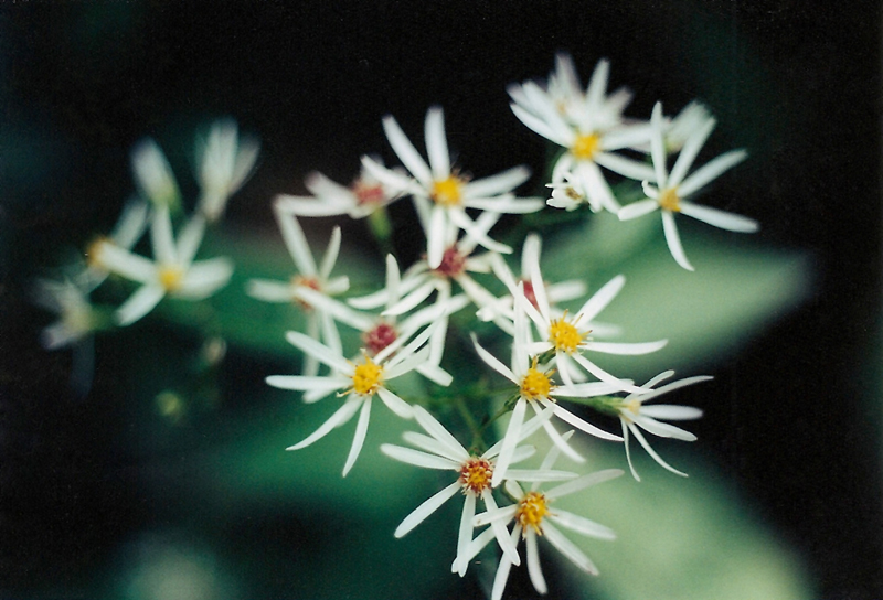 White Wood Aster Picture