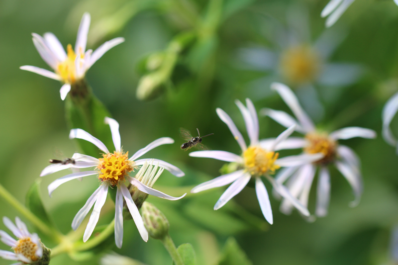 white aster