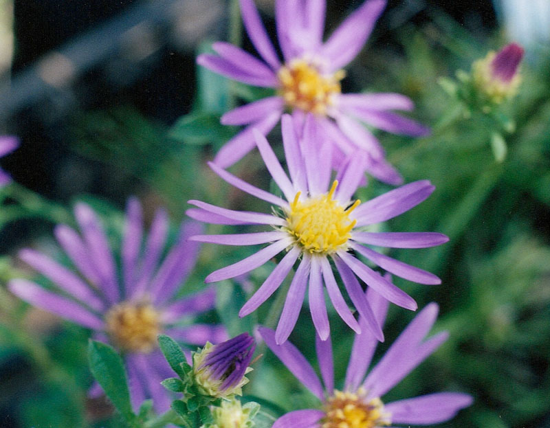 Eastern Showy Aster Picture