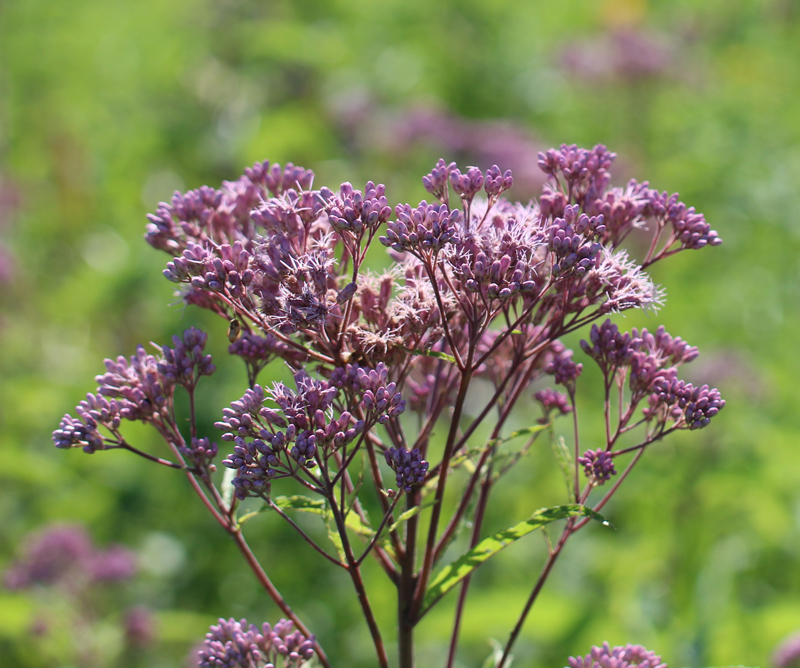 Spotted Joe-Pye-Weed Picture