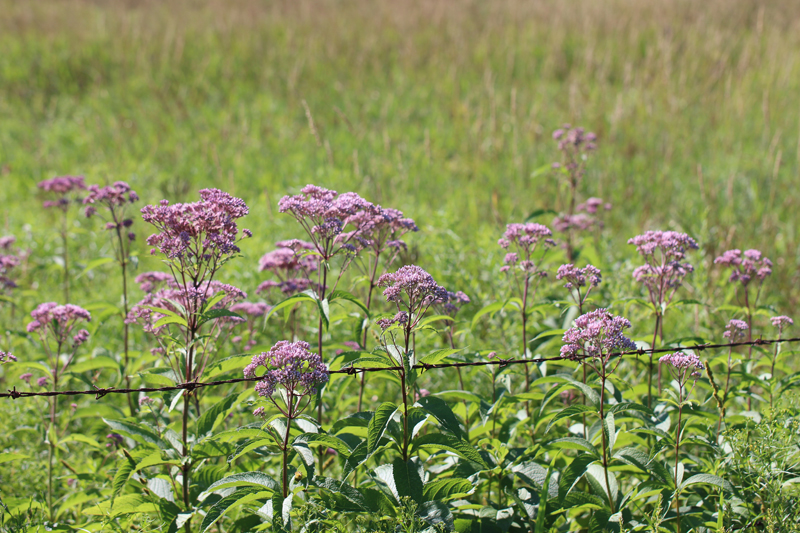Spotted Joe-Pye-Weed Picture