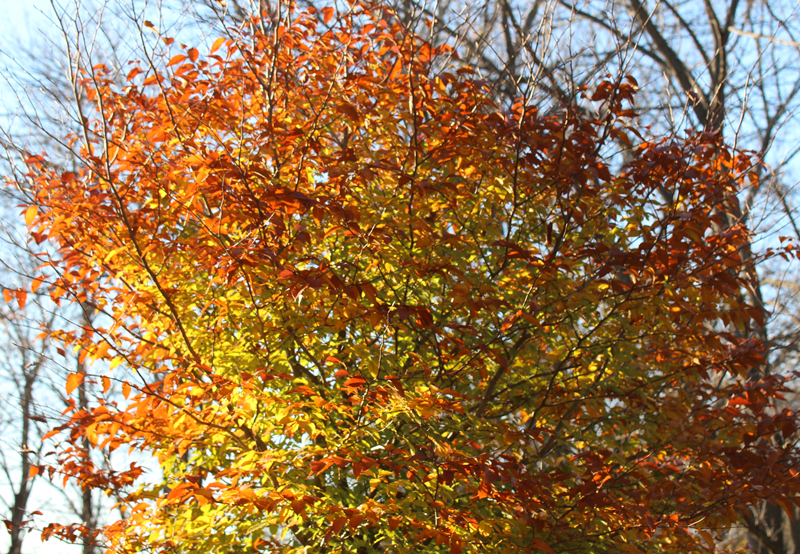 American Beech Picture