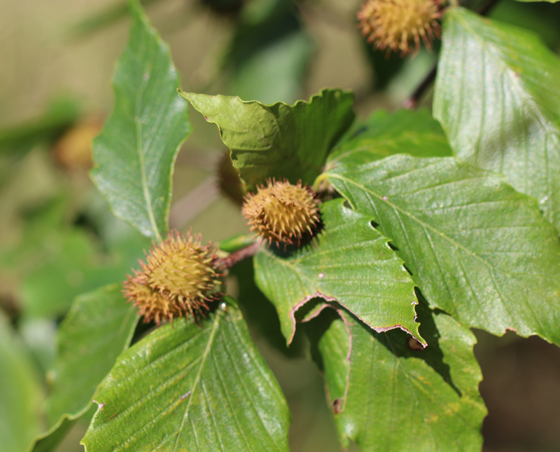 American Beech Picture