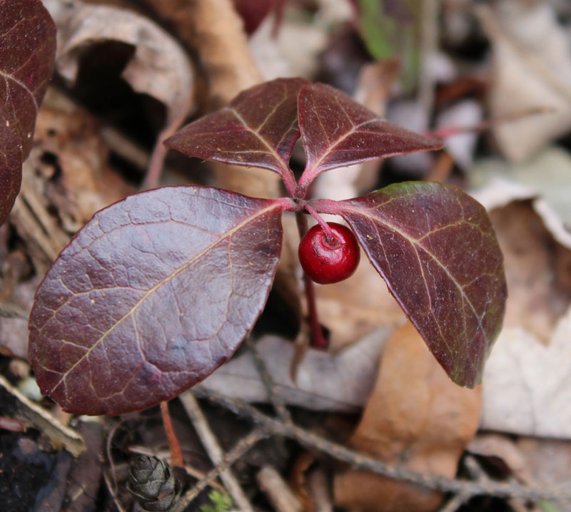 American Wintergreen Picture