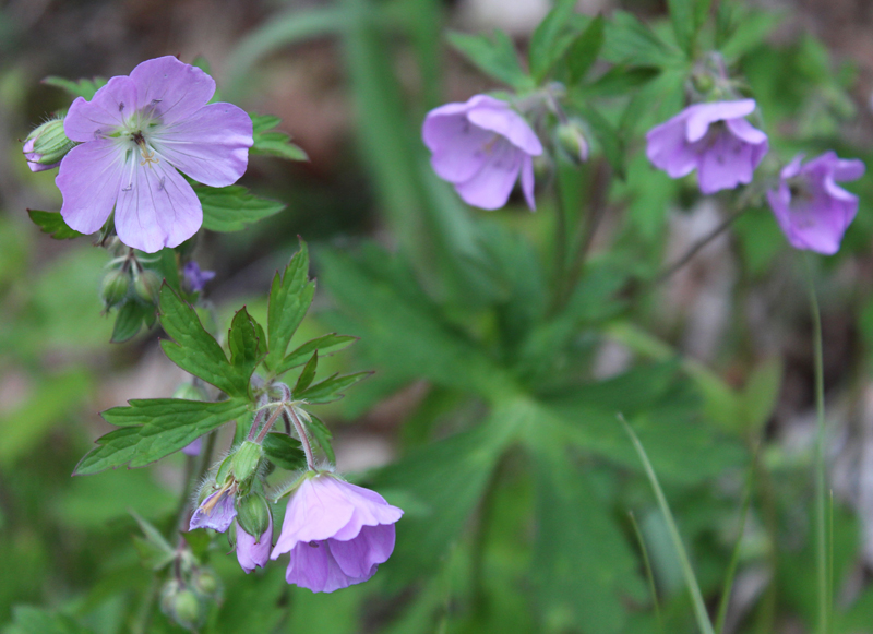 purple geranium