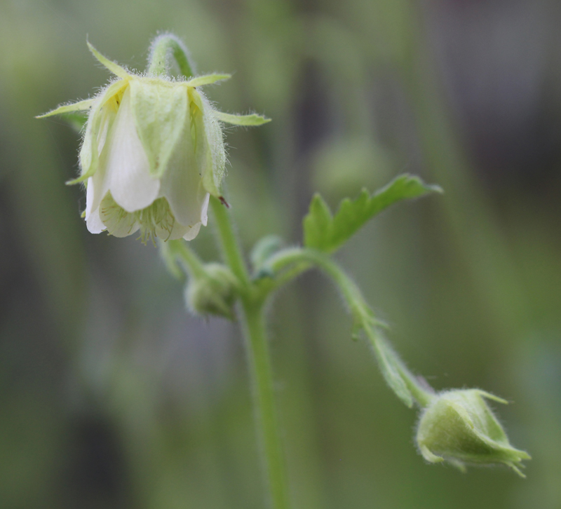 Purple Avens (white form) Picture