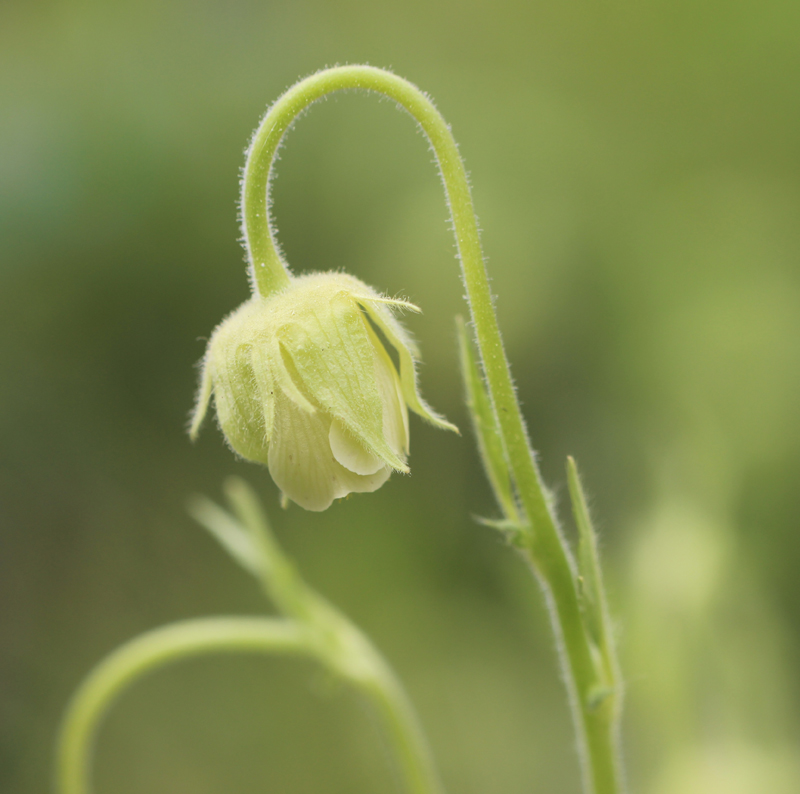 Purple Avens (white form) Picture