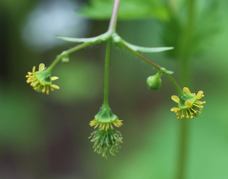 Spring Avens Picture