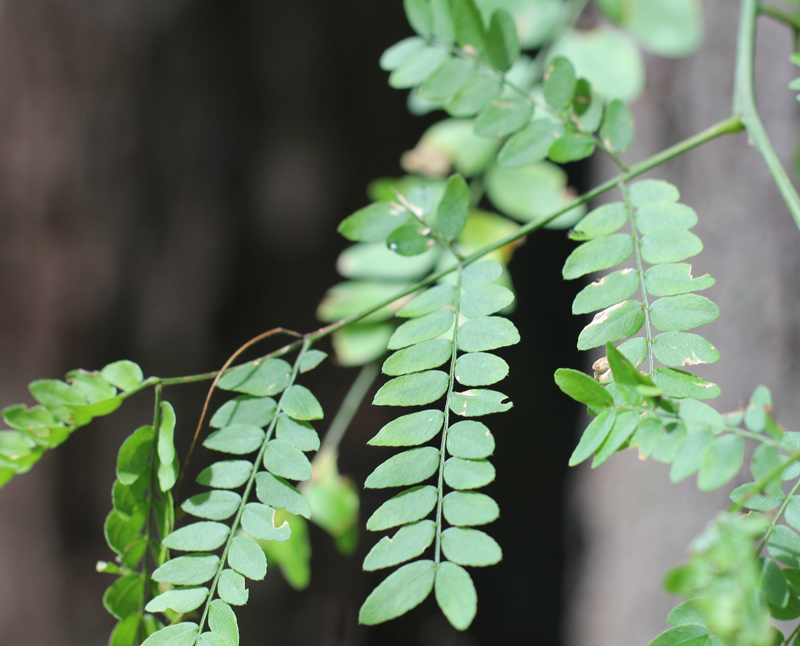 Honeylocust Picture