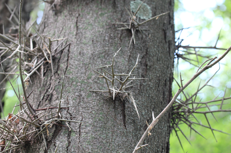 Honeylocust Picture