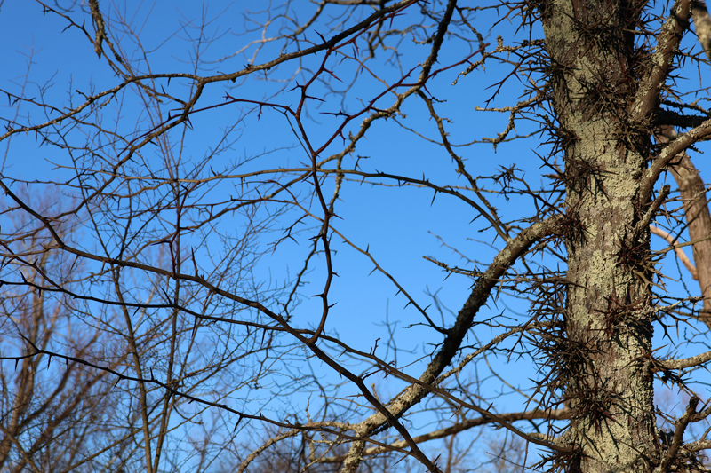 Honeylocust Picture