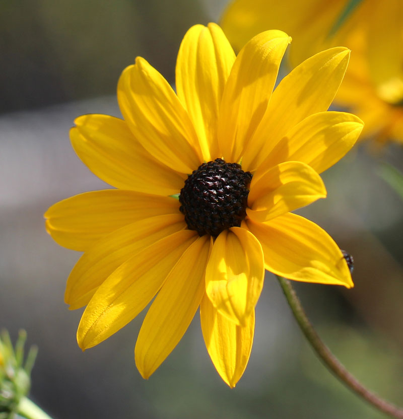 Narrow-leaved  Sunflower  Picture