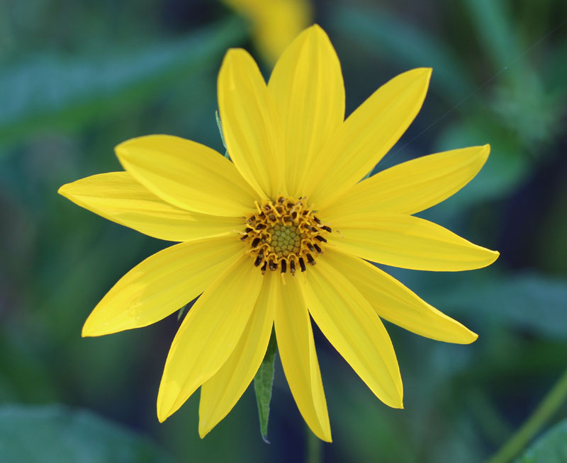 Ten-Petal Sunflower Picture