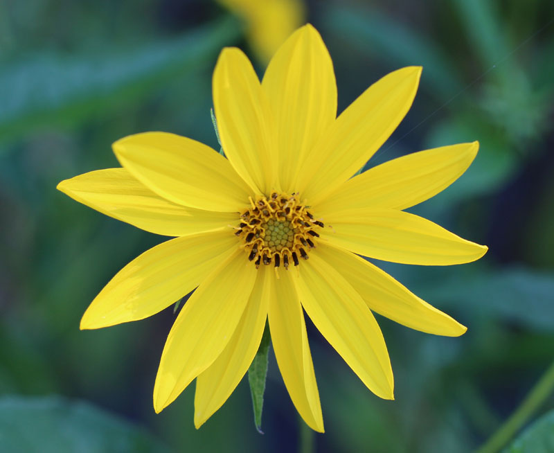 Helianthus decapetalus deals