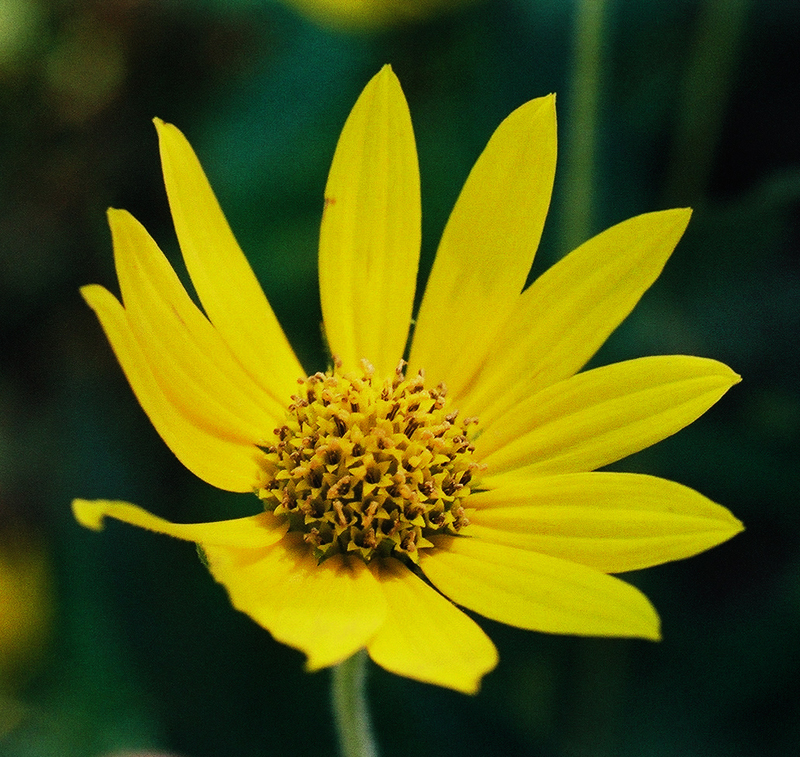 Downy Sunflower Picture