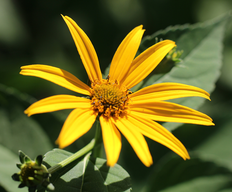 False-Sunflower Picture