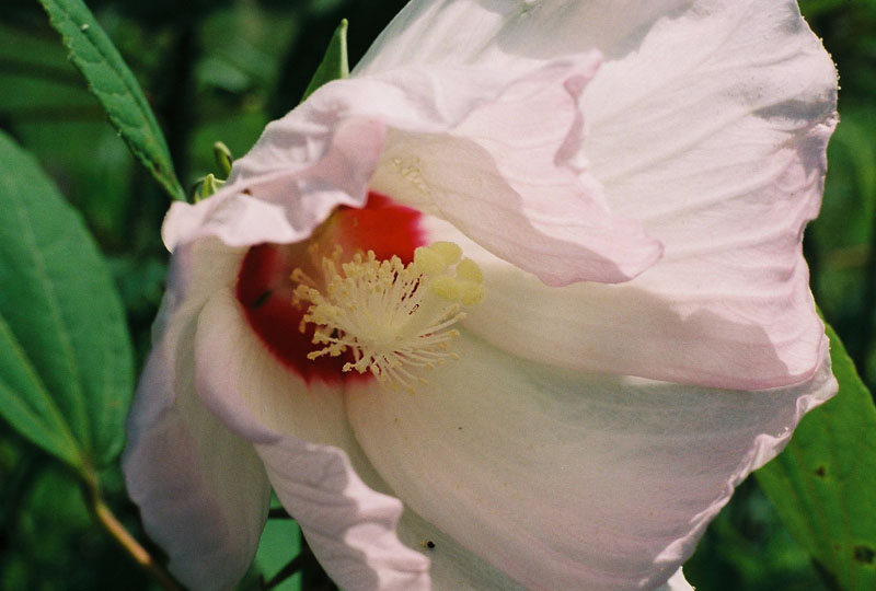 Crimson-eyed Rose-Mallow Picture