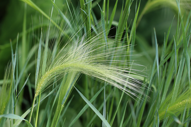  Squirrel-tail Grass Picture