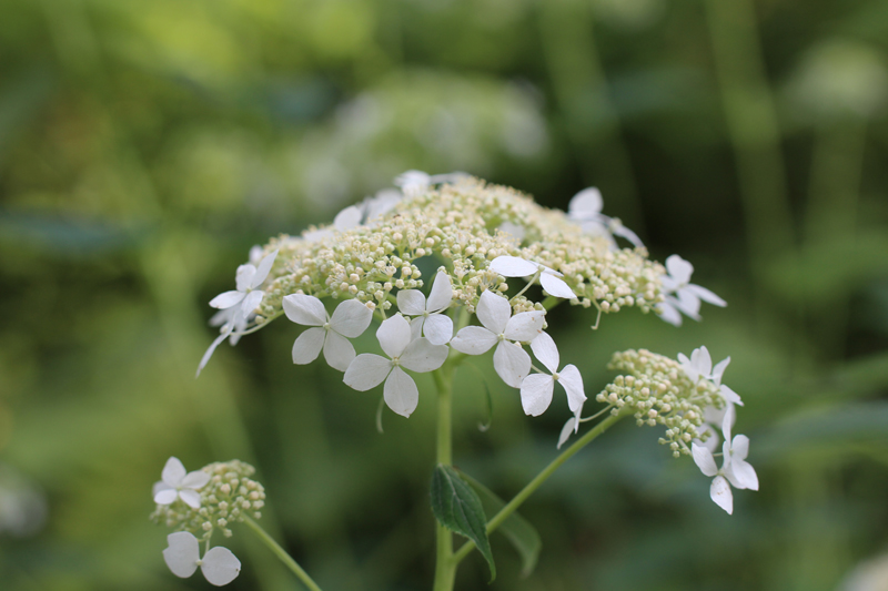 Wild Hydrangea Picture