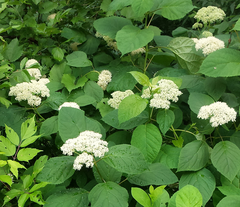 Wild hydrangea deals