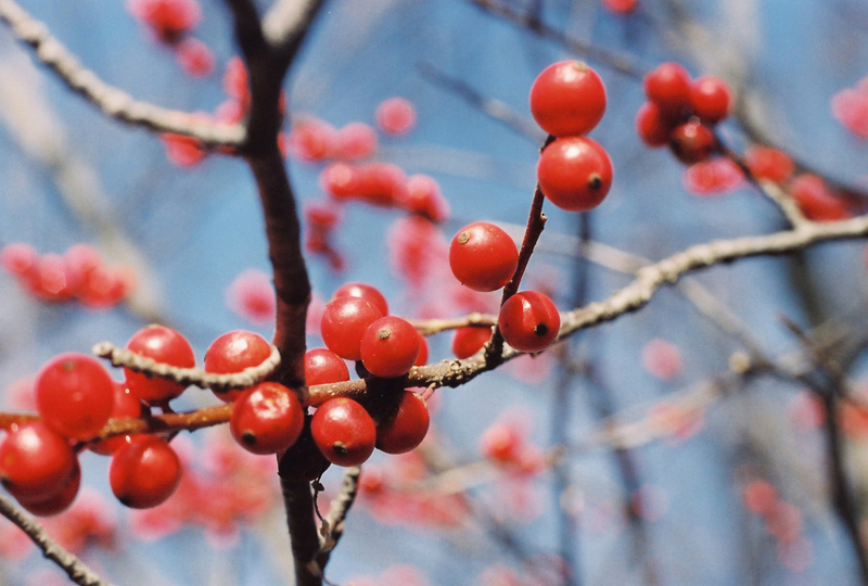 Winterberry abundant this season