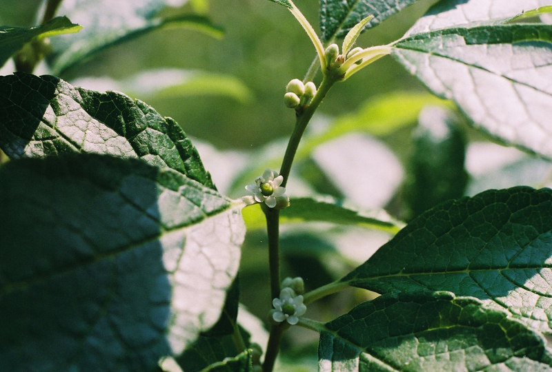 Ilex - Winterberry Holly - Per Stem