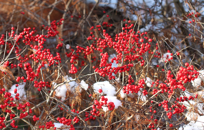 Winterberry Holly Picture