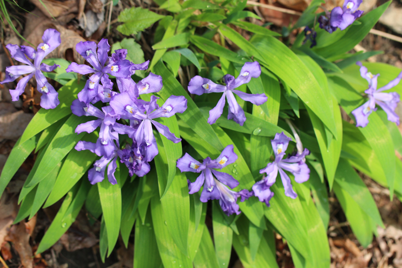 Dwarf Crested Iris Picture